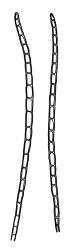 Hampeella alaris, gemmae. Drawn from A.J. Fife 6614, CHR 405723.
 Image: R.C. Wagstaff © Landcare Research 2018 